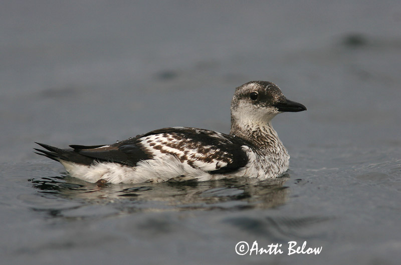 Avainsanat: Somorgollaire alablanc Gejrfugl Zwarte zeekoet Black Guillemot Krüüsel Riskilä Guillemot à miroir Gryllteiste Fekete lumma Teista Teist Arau-d'asa-branca Cepphus grylle Arao Aliblanco Tobisgrissla