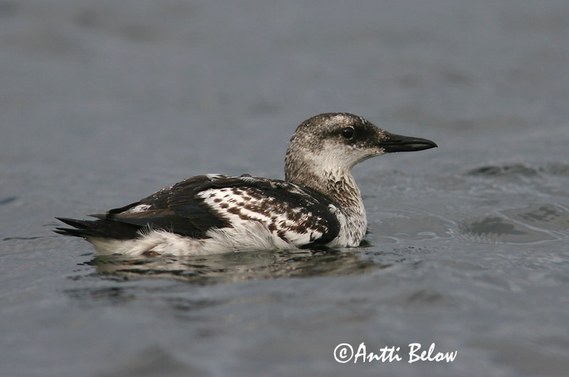 Avainsanat: Somorgollaire alablanc Gejrfugl Zwarte zeekoet Black Guillemot Krüüsel Riskilä Guillemot à miroir Gryllteiste Fekete lumma Teista Teist Arau-d'asa-branca Cepphus grylle Arao Aliblanco Tobisgrissla