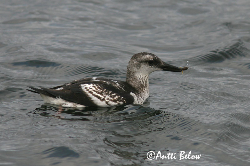 Avainsanat: Somorgollaire alablanc Gejrfugl Zwarte zeekoet Black Guillemot Krüüsel Riskilä Guillemot à miroir Gryllteiste Fekete lumma Teista Teist Arau-d'asa-branca Cepphus grylle Arao Aliblanco Tobisgrissla