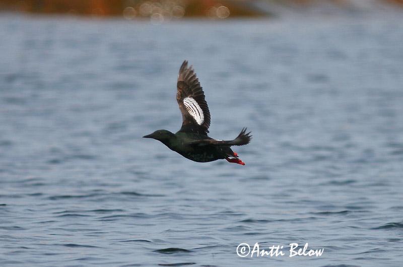 Avainsanat: Somorgollaire alablanc Gejrfugl Zwarte zeekoet Black Guillemot Krüüsel Riskilä Guillemot à miroir Gryllteiste Fekete lumma Teista Teist Arau-d'asa-branca Cepphus grylle Arao Aliblanco Tobisgrissla