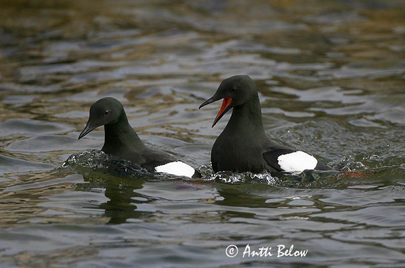 Avainsanat: Somorgollaire alablanc Gejrfugl Zwarte zeekoet Black Guillemot Krüüsel Riskilä Guillemot à miroir Gryllteiste Fekete lumma Teista Teist Arau-d'asa-branca Cepphus grylle Arao Aliblanco Tobisgrissla