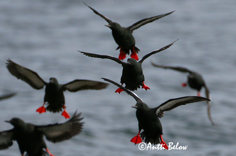 Avainsanat: Somorgollaire alablanc Gejrfugl Zwarte zeekoet Black Guillemot Krüüsel Riskilä Guillemot à miroir Gryllteiste Fekete lumma Teista Teist Arau-d'asa-branca Cepphus grylle Arao Aliblanco Tobisgrissla