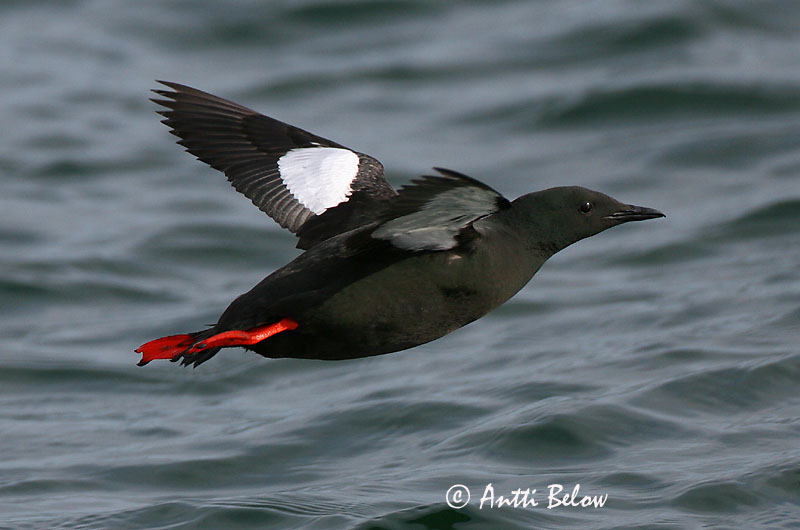 Avainsanat: Somorgollaire alablanc Gejrfugl Zwarte zeekoet Black Guillemot Krüüsel Riskilä Guillemot à miroir Gryllteiste Fekete lumma Teista Teist Arau-d'asa-branca Cepphus grylle Arao Aliblanco Tobisgrissla
