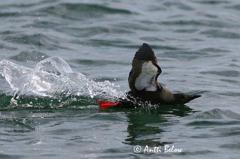 Avainsanat: Somorgollaire alablanc Gejrfugl Zwarte zeekoet Black Guillemot Krüüsel Riskilä Guillemot à miroir Gryllteiste Fekete lumma Teista Teist Arau-d'asa-branca Cepphus grylle Arao Aliblanco Tobisgrissla
