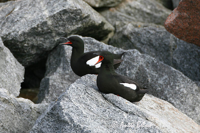 Avainsanat: Somorgollaire alablanc Gejrfugl Zwarte zeekoet Black Guillemot Krüüsel Riskilä Guillemot à miroir Gryllteiste Fekete lumma Teista Teist Arau-d'asa-branca Cepphus grylle Arao Aliblanco Tobisgrissla
