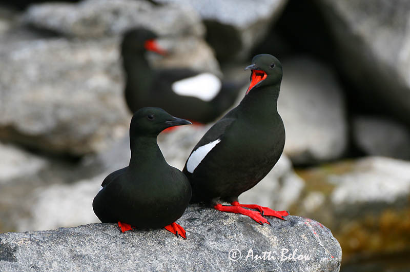 Avainsanat: Somorgollaire alablanc Gejrfugl Zwarte zeekoet Black Guillemot Krüüsel Riskilä Guillemot à miroir Gryllteiste Fekete lumma Teista Teist Arau-d'asa-branca Cepphus grylle Arao Aliblanco Tobisgrissla