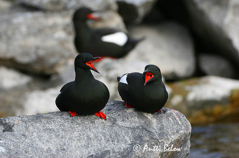 Avainsanat: Somorgollaire alablanc Gejrfugl Zwarte zeekoet Black Guillemot Krüüsel Riskilä Guillemot à miroir Gryllteiste Fekete lumma Teista Teist Arau-d'asa-branca Cepphus grylle Arao Aliblanco Tobisgrissla
