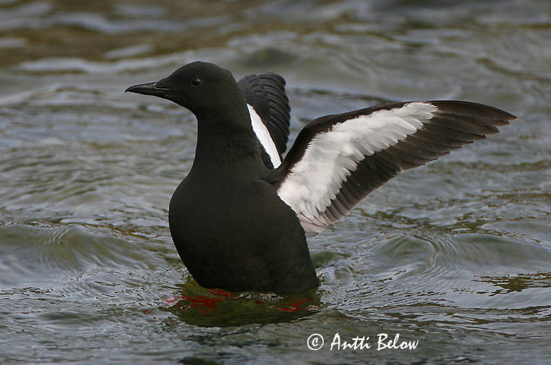 Avainsanat: Somorgollaire alablanc Gejrfugl Zwarte zeekoet Black Guillemot Krüüsel Riskilä Guillemot à miroir Gryllteiste Fekete lumma Teista Teist Arau-d'asa-branca Cepphus grylle Arao Aliblanco Tobisgrissla