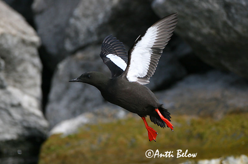 Avainsanat: Somorgollaire alablanc Gejrfugl Zwarte zeekoet Black Guillemot Krüüsel Riskilä Guillemot à miroir Gryllteiste Fekete lumma Teista Teist Arau-d'asa-branca Cepphus grylle Arao Aliblanco Tobisgrissla