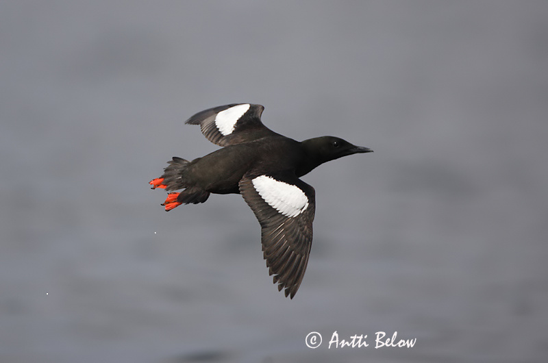 Avainsanat: Somorgollaire alablanc Gejrfugl Zwarte zeekoet Black Guillemot Krüüsel Riskilä Guillemot à miroir Gryllteiste Fekete lumma Teista Teist Arau-d'asa-branca Cepphus grylle Arao Aliblanco Tobisgrissla