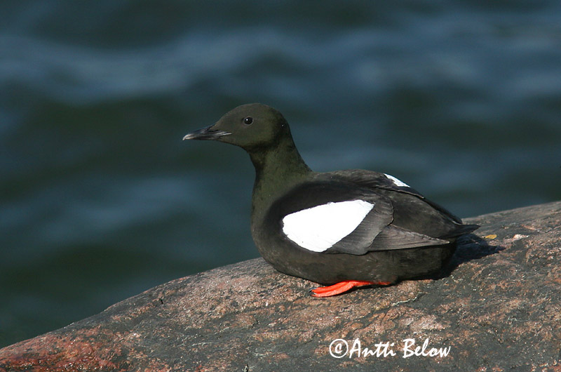 Avainsanat: Somorgollaire alablanc Gejrfugl Zwarte zeekoet Black Guillemot Krüüsel Riskilä Guillemot à miroir Gryllteiste Fekete lumma Teista Teist Arau-d'asa-branca Cepphus grylle Arao Aliblanco Tobisgrissla