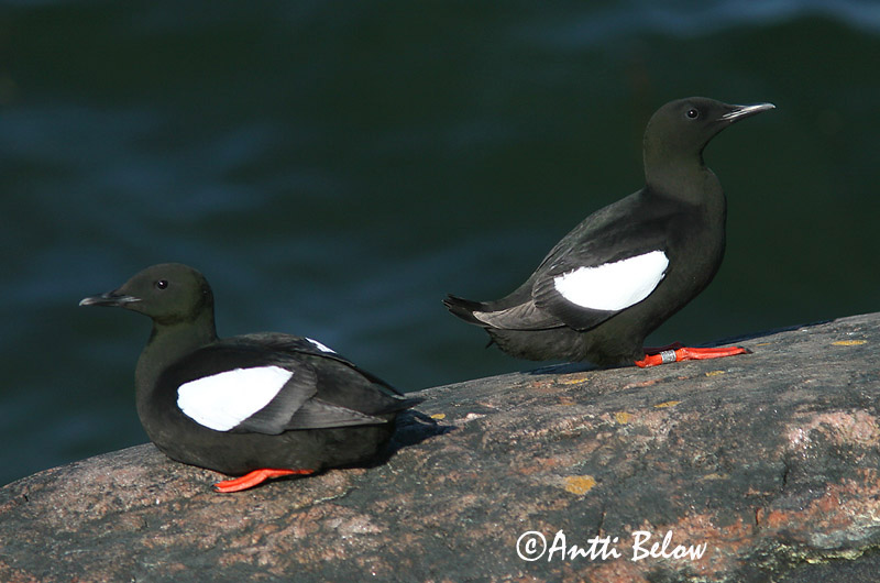Avainsanat: Somorgollaire alablanc Gejrfugl Zwarte zeekoet Black Guillemot Krüüsel Riskilä Guillemot à miroir Gryllteiste Fekete lumma Teista Teist Arau-d'asa-branca Cepphus grylle Arao Aliblanco Tobisgrissla