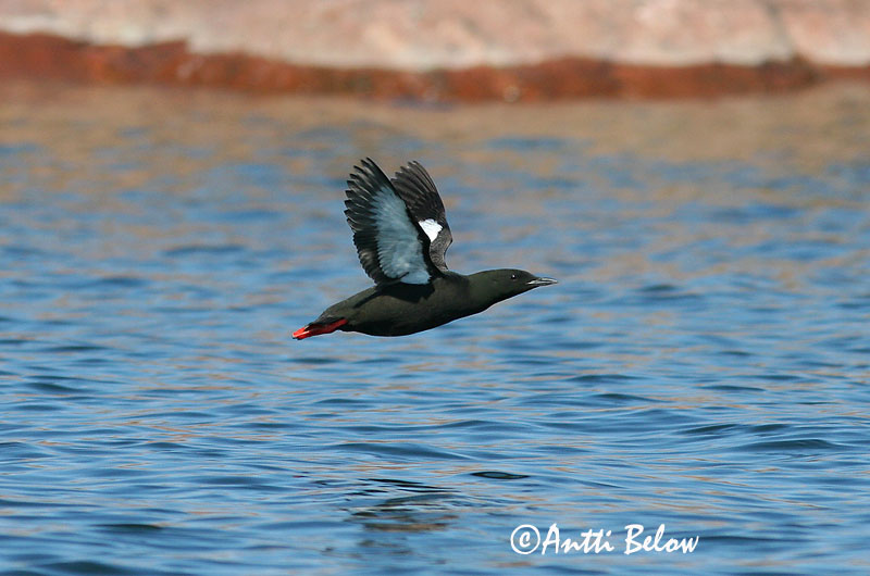 Avainsanat: Somorgollaire alablanc Gejrfugl Zwarte zeekoet Black Guillemot Krüüsel Riskilä Guillemot à miroir Gryllteiste Fekete lumma Teista Teist Arau-d'asa-branca Cepphus grylle Arao Aliblanco Tobisgrissla