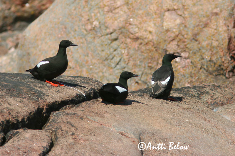 Avainsanat: Somorgollaire alablanc Gejrfugl Zwarte zeekoet Black Guillemot Krüüsel Riskilä Guillemot à miroir Gryllteiste Fekete lumma Teista Teist Arau-d'asa-branca Cepphus grylle Arao Aliblanco Tobisgrissla