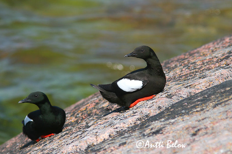 Avainsanat: Somorgollaire alablanc Gejrfugl Zwarte zeekoet Black Guillemot Krüüsel Riskilä Guillemot à miroir Gryllteiste Fekete lumma Teista Teist Arau-d'asa-branca Cepphus grylle Arao Aliblanco Tobisgrissla