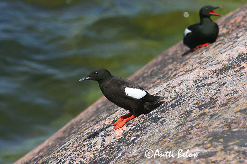 Avainsanat: Somorgollaire alablanc Gejrfugl Zwarte zeekoet Black Guillemot Krüüsel Riskilä Guillemot à miroir Gryllteiste Fekete lumma Teista Teist Arau-d'asa-branca Cepphus grylle Arao Aliblanco Tobisgrissla