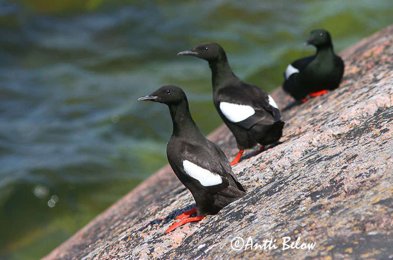 Avainsanat: Somorgollaire alablanc Gejrfugl Zwarte zeekoet Black Guillemot Krüüsel Riskilä Guillemot à miroir Gryllteiste Fekete lumma Teista Teist Arau-d'asa-branca Cepphus grylle Arao Aliblanco Tobisgrissla