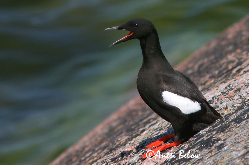 Avainsanat: Somorgollaire alablanc Gejrfugl Zwarte zeekoet Black Guillemot Krüüsel Riskilä Guillemot à miroir Gryllteiste Fekete lumma Teista Teist Arau-d'asa-branca Cepphus grylle Arao Aliblanco Tobisgrissla