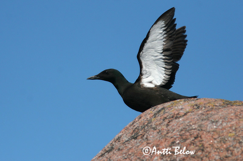 Avainsanat: Somorgollaire alablanc Gejrfugl Zwarte zeekoet Black Guillemot Krüüsel Riskilä Guillemot à miroir Gryllteiste Fekete lumma Teista Teist Arau-d'asa-branca Cepphus grylle Arao Aliblanco Tobisgrissla