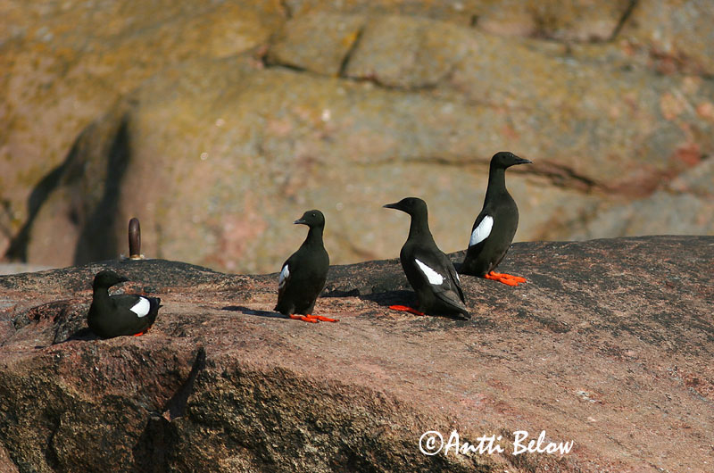 Avainsanat: Somorgollaire alablanc Gejrfugl Zwarte zeekoet Black Guillemot Krüüsel Riskilä Guillemot à miroir Gryllteiste Fekete lumma Teista Teist Arau-d'asa-branca Cepphus grylle Arao Aliblanco Tobisgrissla