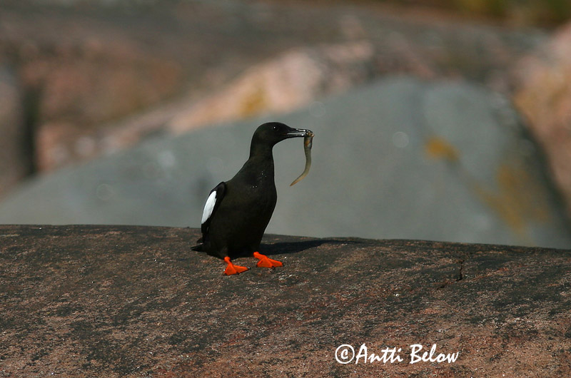 Avainsanat: Somorgollaire alablanc Gejrfugl Zwarte zeekoet Black Guillemot Krüüsel Riskilä Guillemot à miroir Gryllteiste Fekete lumma Teista Teist Arau-d'asa-branca Cepphus grylle Arao Aliblanco Tobisgrissla