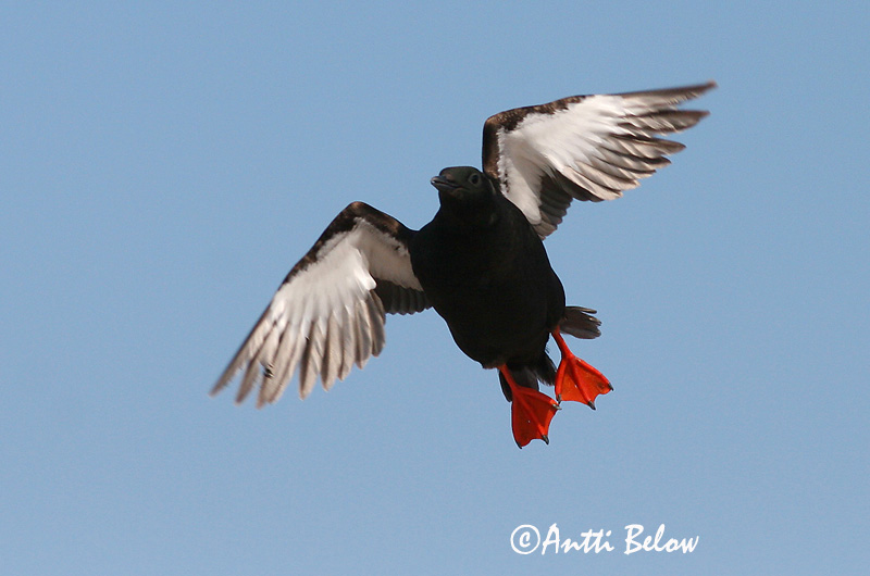 Avainsanat: Somorgollaire alablanc Gejrfugl Zwarte zeekoet Black Guillemot Krüüsel Riskilä Guillemot à miroir Gryllteiste Fekete lumma Teista Teist Arau-d'asa-branca Cepphus grylle Arao Aliblanco Tobisgrissla