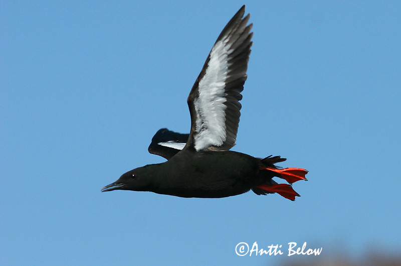 Avainsanat: Somorgollaire alablanc Gejrfugl Zwarte zeekoet Black Guillemot Krüüsel Riskilä Guillemot à miroir Gryllteiste Fekete lumma Teista Teist Arau-d'asa-branca Cepphus grylle Arao Aliblanco Tobisgrissla