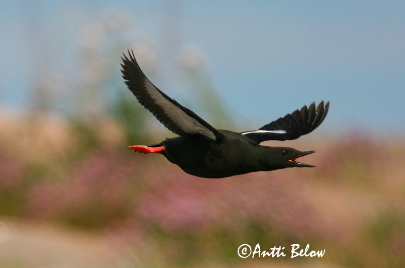 Avainsanat: Somorgollaire alablanc Gejrfugl Zwarte zeekoet Black Guillemot Krüüsel Riskilä Guillemot à miroir Gryllteiste Fekete lumma Teista Teist Arau-d'asa-branca Cepphus grylle Arao Aliblanco Tobisgrissla