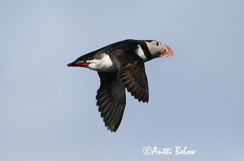 Avainsanat: Fraret Lunde Papegaaiduiker Atlantic Puffin Lunni Macareux moine Papageitaucher Lunda Lundi Polcinella di mare Lunde Papagaio-do-mar Fratercula arctica Frailecillo Atlántico Lunnefågel