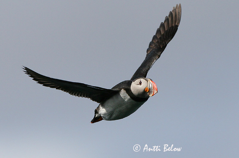 Avainsanat: Fraret Lunde Papegaaiduiker Atlantic Puffin Lunni Macareux moine Papageitaucher Lunda Lundi Polcinella di mare Lunde Papagaio-do-mar Fratercula arctica Frailecillo Atlántico Lunnefågel