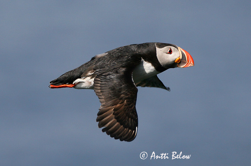 Avainsanat: Fraret Lunde Papegaaiduiker Atlantic Puffin Lunni Macareux moine Papageitaucher Lunda Lundi Polcinella di mare Lunde Papagaio-do-mar Fratercula arctica Frailecillo Atlántico Lunnefågel