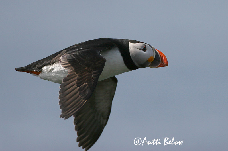 Avainsanat: Fraret Lunde Papegaaiduiker Atlantic Puffin Lunni Macareux moine Papageitaucher Lunda Lundi Polcinella di mare Lunde Papagaio-do-mar Fratercula arctica Frailecillo Atlántico Lunnefågel
