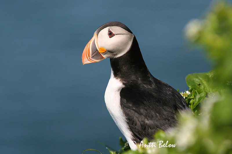 Avainsanat: Fraret Lunde Papegaaiduiker Atlantic Puffin Lunni Macareux moine Papageitaucher Lunda Lundi Polcinella di mare Lunde Papagaio-do-mar Fratercula arctica Frailecillo Atlántico Lunnefågel