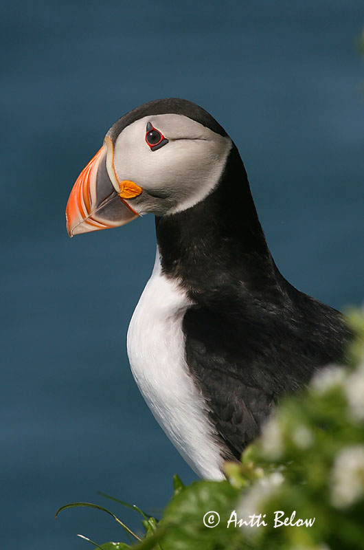 Avainsanat: Fraret Lunde Papegaaiduiker Atlantic Puffin Lunni Macareux moine Papageitaucher Lunda Lundi Polcinella di mare Lunde Papagaio-do-mar Fratercula arctica Frailecillo Atlántico Lunnefågel