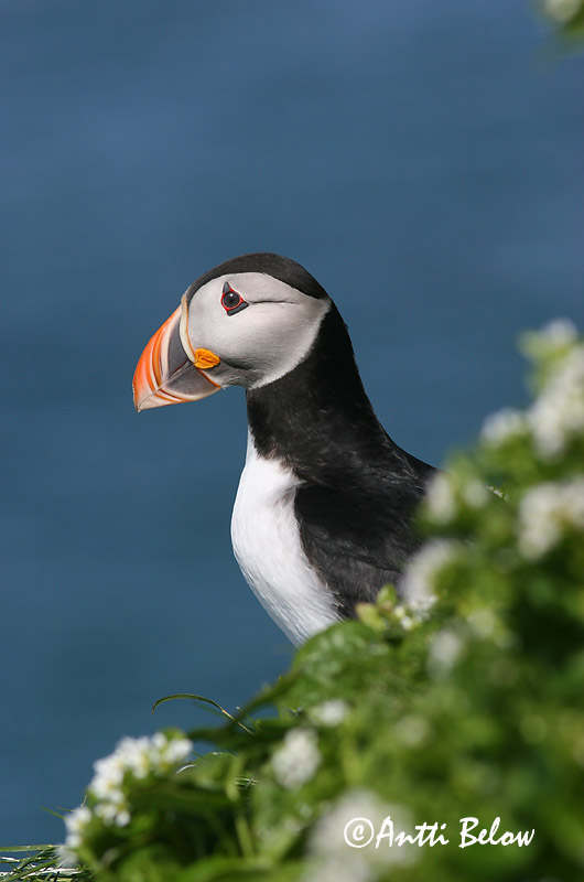 Avainsanat: Fraret Lunde Papegaaiduiker Atlantic Puffin Lunni Macareux moine Papageitaucher Lunda Lundi Polcinella di mare Lunde Papagaio-do-mar Fratercula arctica Frailecillo Atlántico Lunnefågel