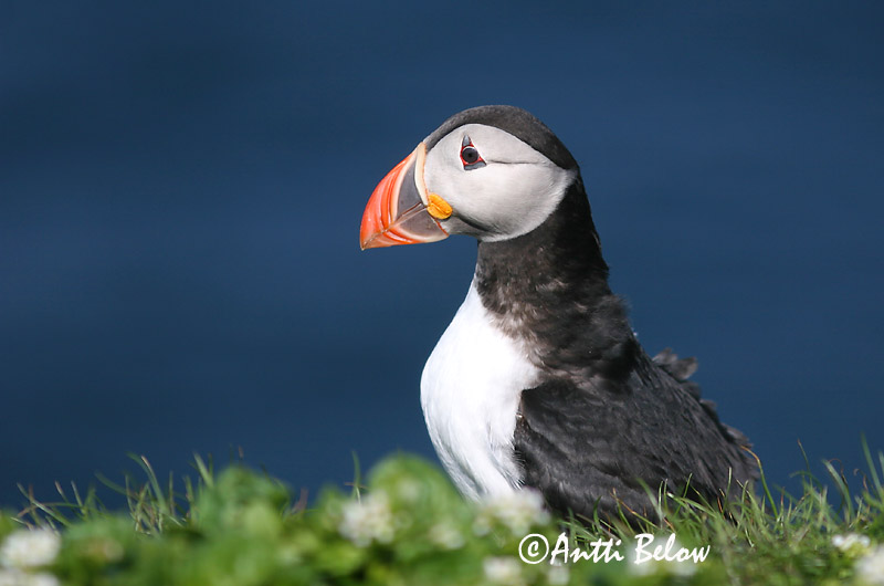 Avainsanat: Fraret Lunde Papegaaiduiker Atlantic Puffin Lunni Macareux moine Papageitaucher Lunda Lundi Polcinella di mare Lunde Papagaio-do-mar Fratercula arctica Frailecillo Atlántico Lunnefågel