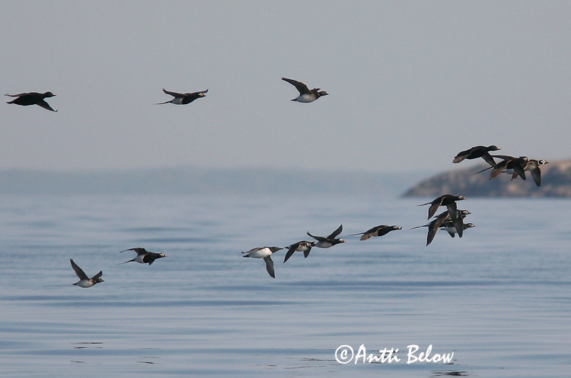 Avainsanat: Somorgollaire Lomvie Zeekoet Common Murre Lõunatirk Etelänkiisla Guillemot de Troïl Trottellumme Vékonycsoru lumma Langvía Uria Lomvi Arau-comum Uria aalge Arao Común Sillgrissla