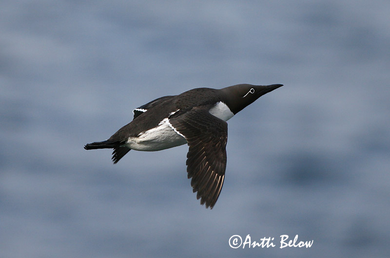 Avainsanat: Somorgollaire Lomvie Zeekoet Common Murre Lõunatirk Etelänkiisla Guillemot de Troïl Trottellumme Vékonycsoru lumma Langvía Uria Lomvi Arau-comum Uria aalge Arao Común Sillgrissla