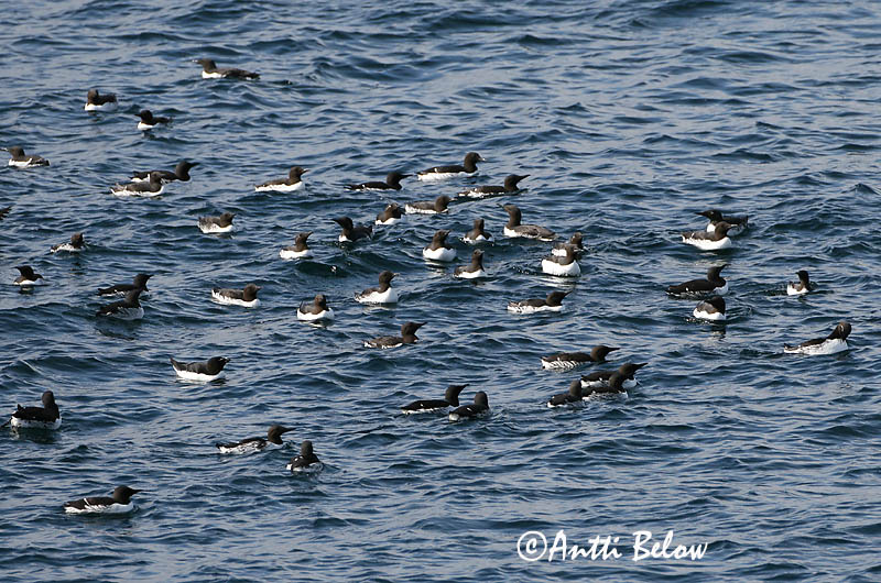 Avainsanat: Somorgollaire Lomvie Zeekoet Common Murre Lõunatirk Etelänkiisla Guillemot de Troïl Trottellumme Vékonycsoru lumma Langvía Uria Lomvi Arau-comum Uria aalge Arao Común Sillgrissla