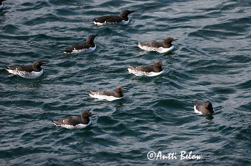 Avainsanat: Somorgollaire Lomvie Zeekoet Common Murre Lõunatirk Etelänkiisla Guillemot de Troïl Trottellumme Vékonycsoru lumma Langvía Uria Lomvi Arau-comum Uria aalge Arao Común Sillgrissla