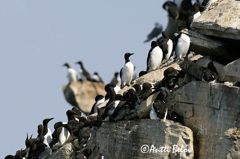 Avainsanat: Somorgollaire Lomvie Zeekoet Common Murre Lõunatirk Etelänkiisla Guillemot de Troïl Trottellumme Vékonycsoru lumma Langvía Uria Lomvi Arau-comum Uria aalge Arao Común Sillgrissla