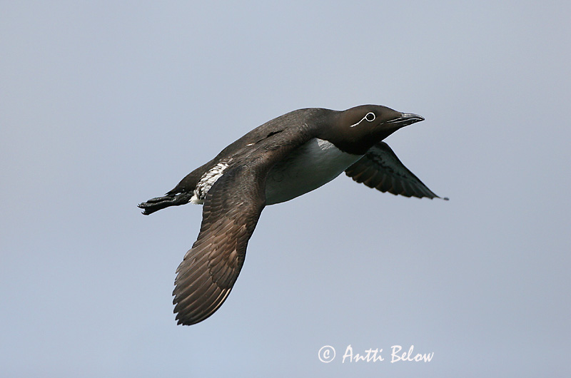 Avainsanat: Somorgollaire Lomvie Zeekoet Common Murre Lõunatirk Etelänkiisla Guillemot de Troïl Trottellumme Vékonycsoru lumma Langvía Uria Lomvi Arau-comum Uria aalge Arao Común Sillgrissla