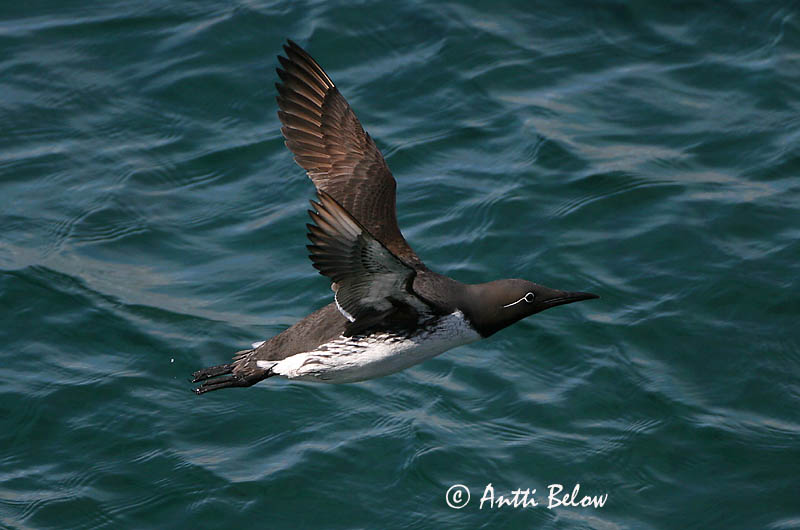Avainsanat: Somorgollaire Lomvie Zeekoet Common Murre Lõunatirk Etelänkiisla Guillemot de Troïl Trottellumme Vékonycsoru lumma Langvía Uria Lomvi Arau-comum Uria aalge Arao Común Sillgrissla