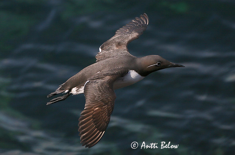 Avainsanat: Somorgollaire Lomvie Zeekoet Common Murre Lõunatirk Etelänkiisla Guillemot de Troïl Trottellumme Vékonycsoru lumma Langvía Uria Lomvi Arau-comum Uria aalge Arao Común Sillgrissla