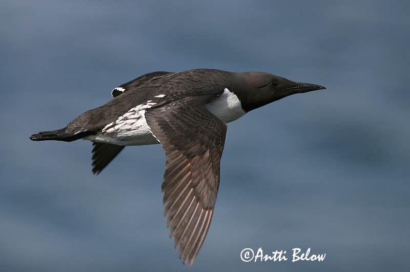 Avainsanat: Somorgollaire Lomvie Zeekoet Common Murre Lõunatirk Etelänkiisla Guillemot de Troïl Trottellumme Vékonycsoru lumma Langvía Uria Lomvi Arau-comum Uria aalge Arao Común Sillgrissla