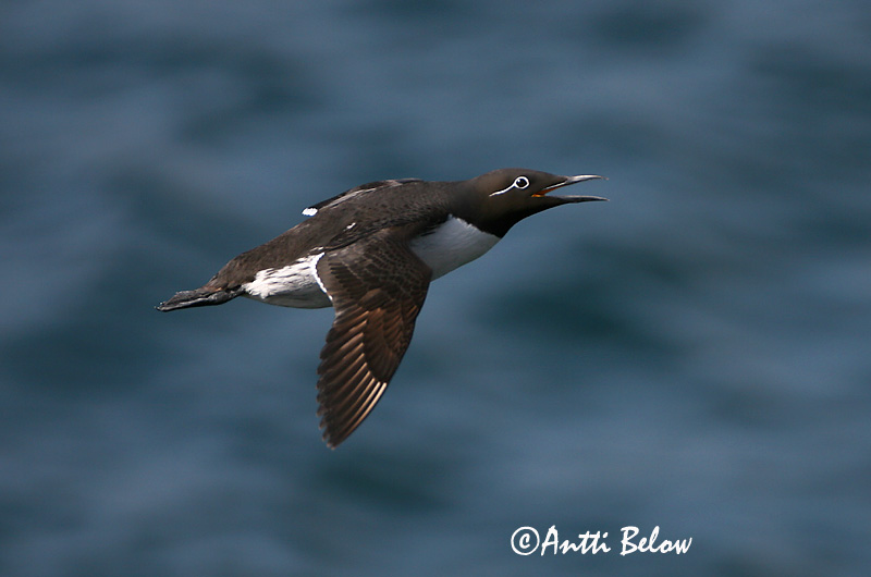 Avainsanat: Somorgollaire Lomvie Zeekoet Common Murre Lõunatirk Etelänkiisla Guillemot de Troïl Trottellumme Vékonycsoru lumma Langvía Uria Lomvi Arau-comum Uria aalge Arao Común Sillgrissla