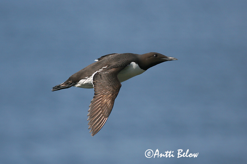Avainsanat: Somorgollaire Lomvie Zeekoet Common Murre Lõunatirk Etelänkiisla Guillemot de Troïl Trottellumme Vékonycsoru lumma Langvía Uria Lomvi Arau-comum Uria aalge Arao Común Sillgrissla