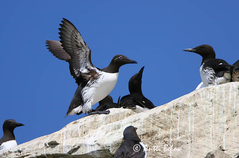Avainsanat: Somorgollaire Lomvie Zeekoet Common Murre Lõunatirk Etelänkiisla Guillemot de Troïl Trottellumme Vékonycsoru lumma Langvía Uria Lomvi Arau-comum Uria aalge Arao Común Sillgrissla