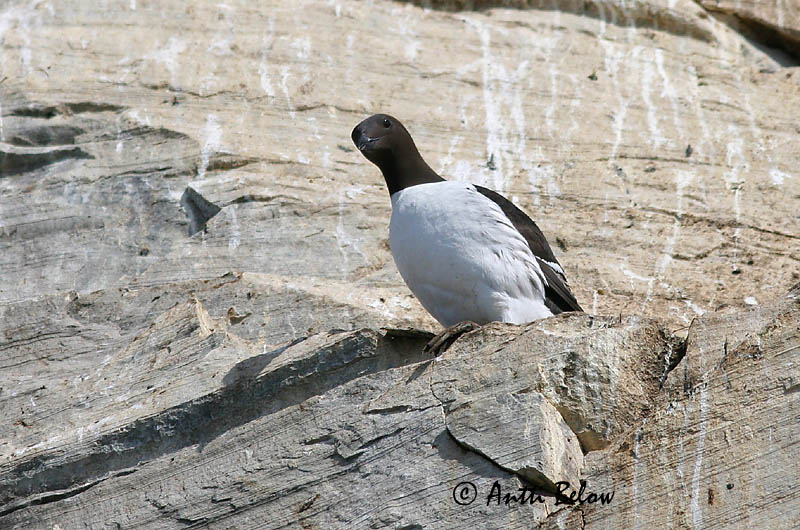 Avainsanat: Somorgollaire Lomvie Zeekoet Common Murre Lõunatirk Etelänkiisla Guillemot de Troïl Trottellumme Vékonycsoru lumma Langvía Uria Lomvi Arau-comum Uria aalge Arao Común Sillgrissla