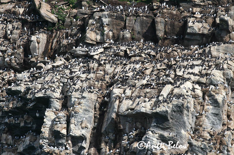 Avainsanat: Somorgollaire Lomvie Zeekoet Common Murre Lõunatirk Etelänkiisla Guillemot de Troïl Trottellumme Vékonycsoru lumma Langvía Uria Lomvi Arau-comum Uria aalge Arao Común Sillgrissla